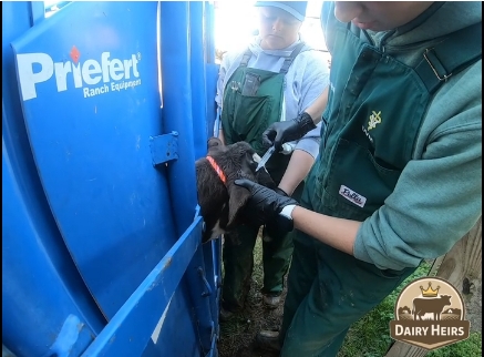 A Better Way for Our Heifers | Dairy Heirs