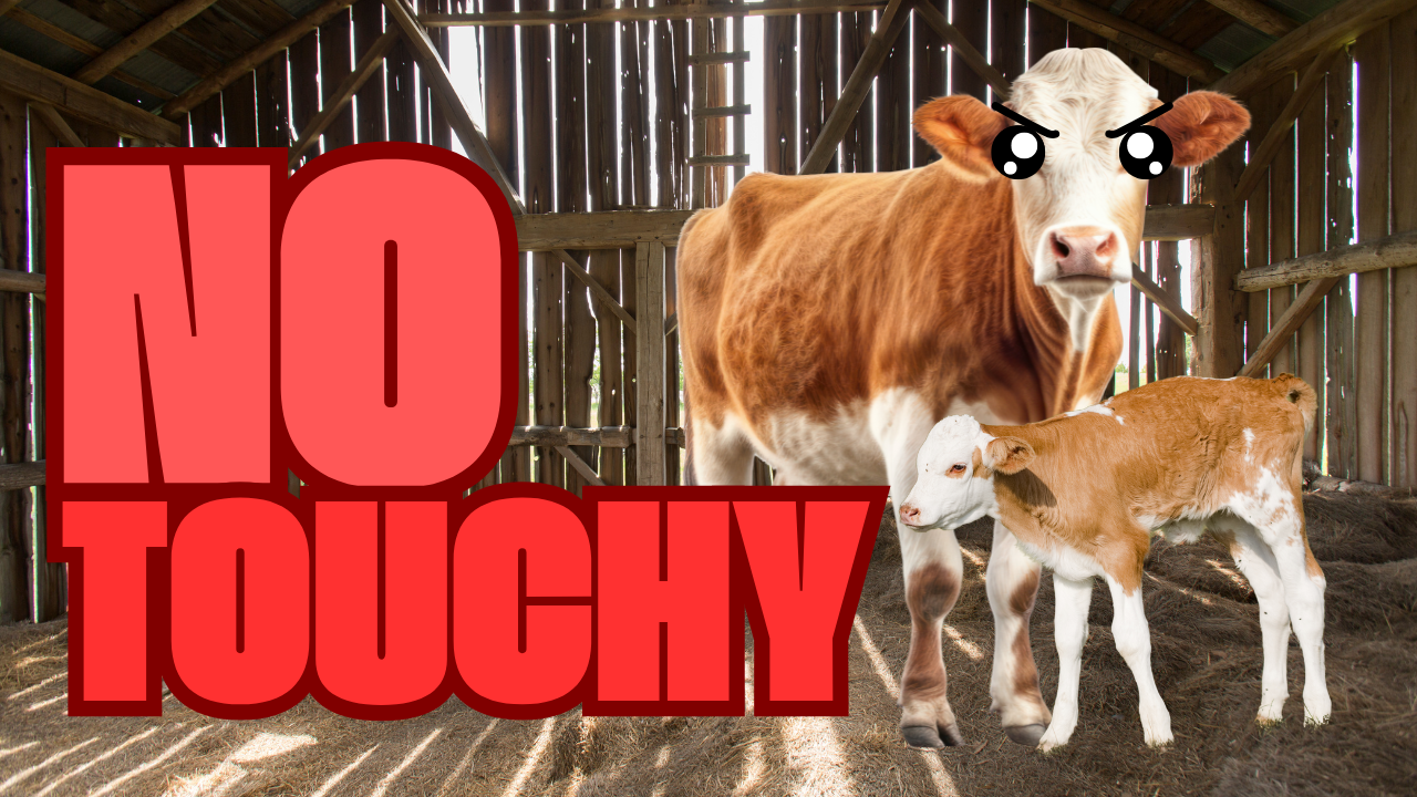 Dr. Fox Talks Livestock Genetics | WAG in Focus 02-18-25