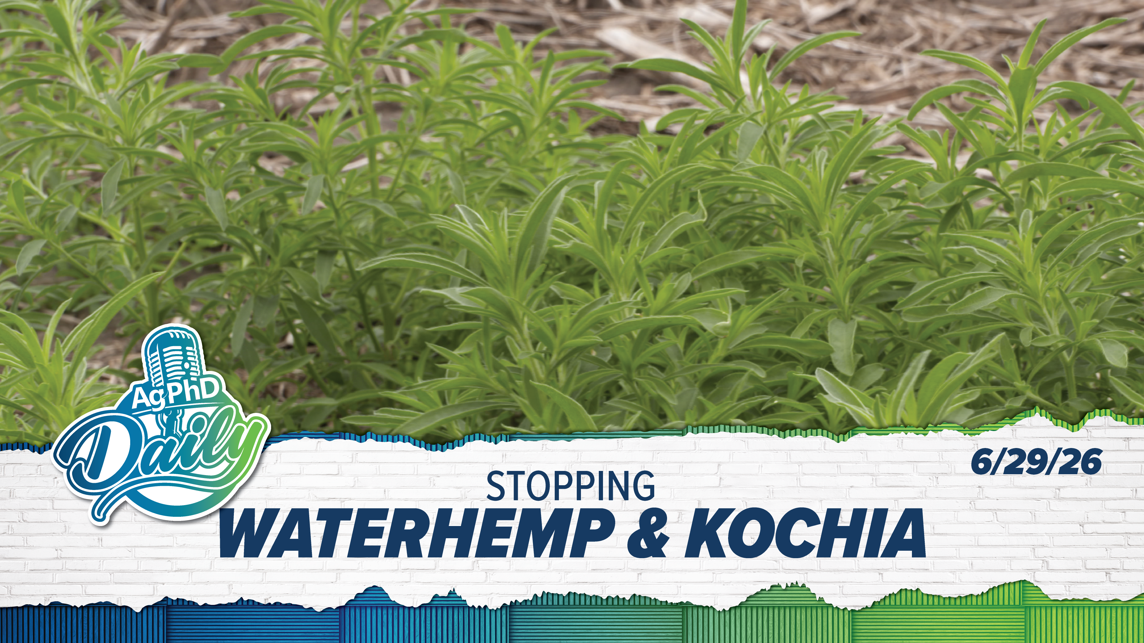 Stopping Waterhemp & Kochia | Ag PhD Daily | 6/29/26