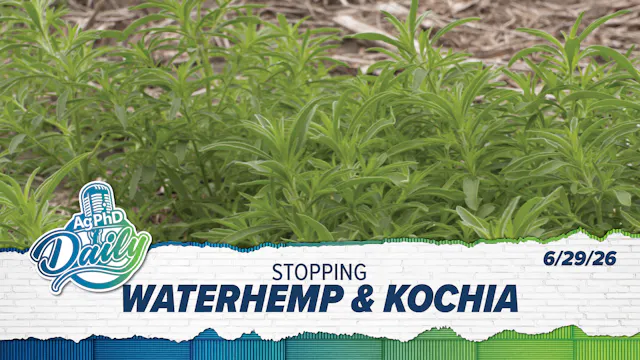 Stopping Waterhemp & Kochia | Ag PhD ...