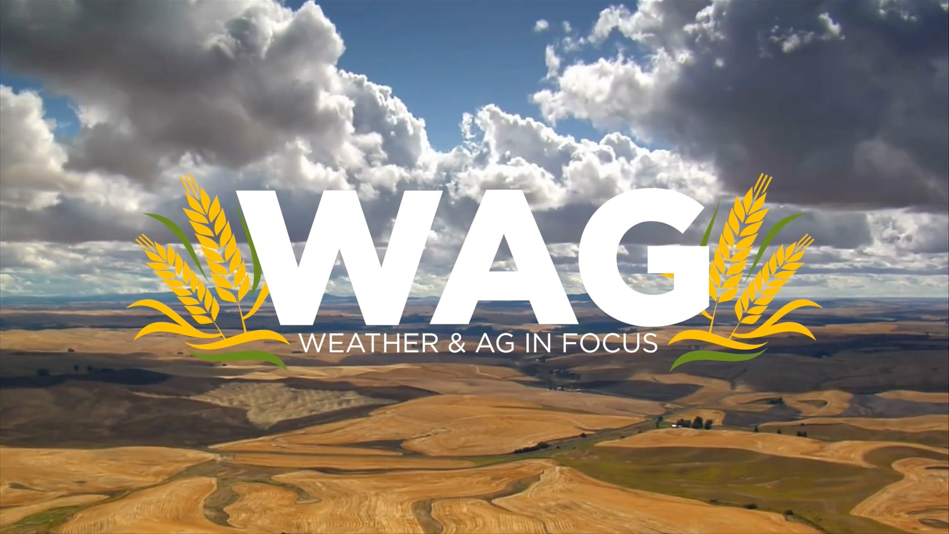 New Potato Processor in Town! | WAG in Focus 08-22-25