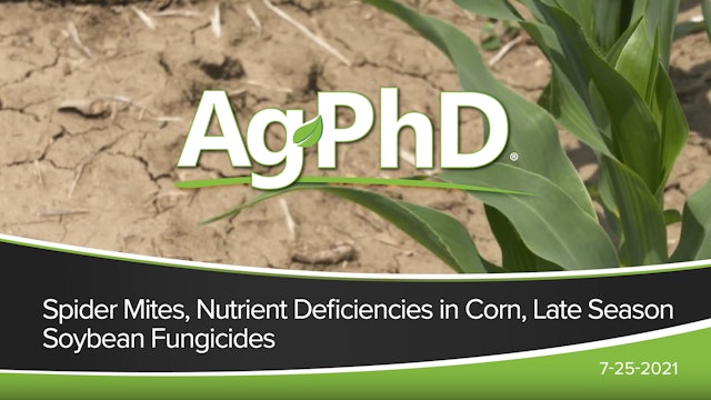 Spider Mites, Nutrient Deficiencies in Corn, Late Season Soybean Fungicide