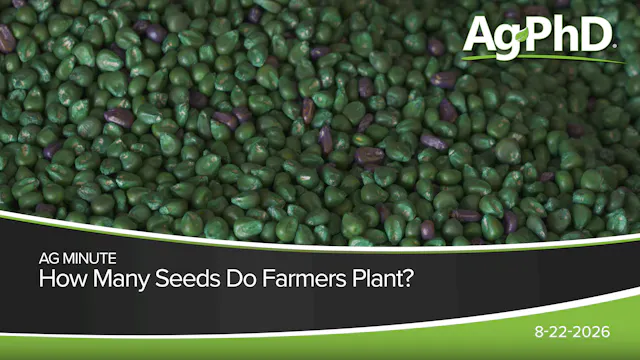 How Many Seeds Do Farmers Plant? | Ag...