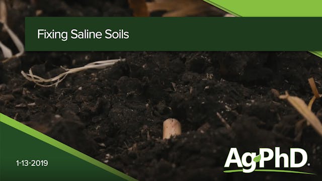 Fixing Saline Soils