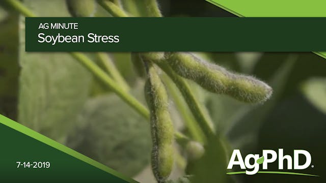 Soybean Stress