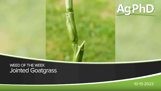 Jointed Goatgrass | Ag PhD