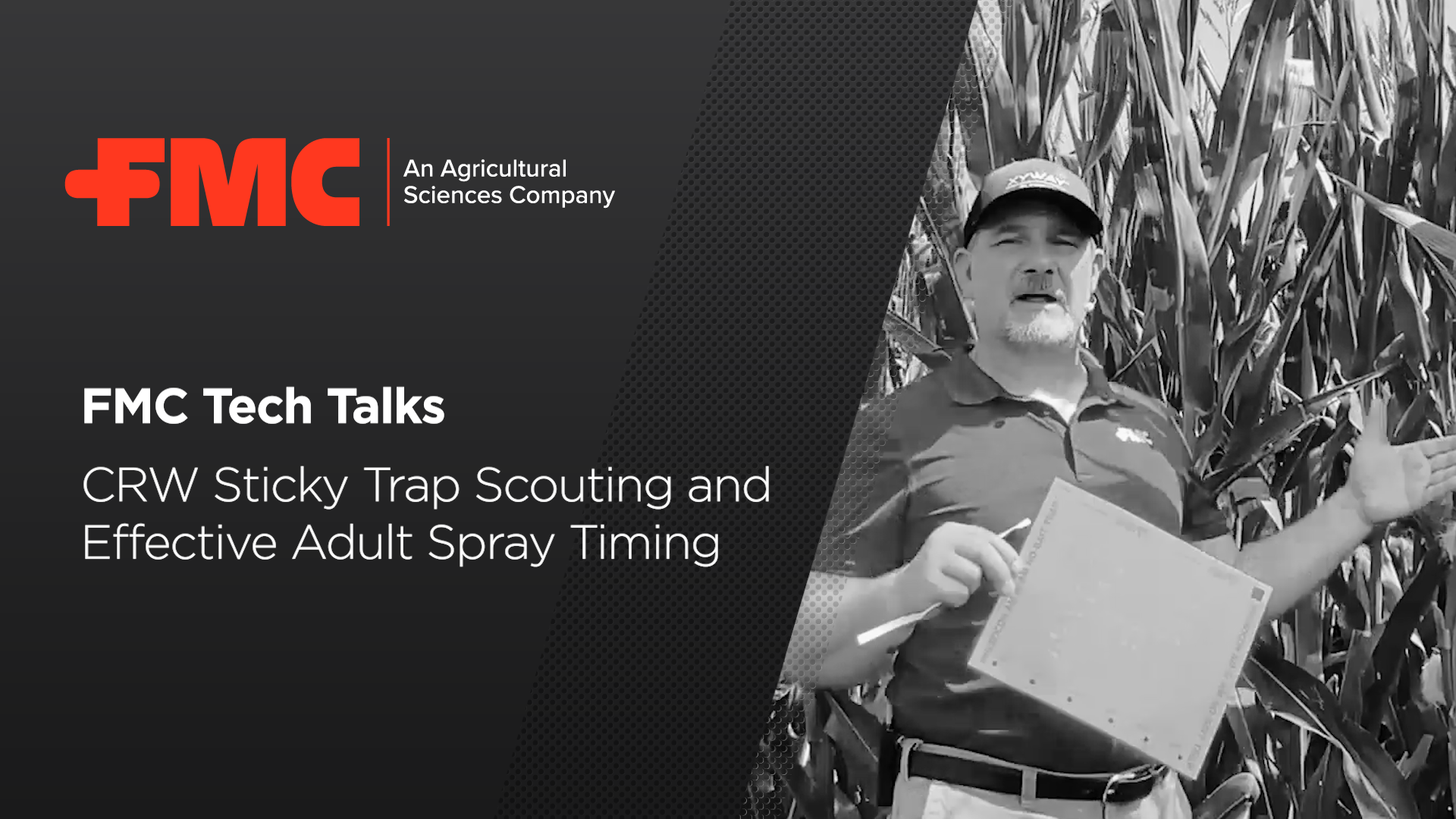 FMC Tech Talk: CRW Sticky Trap Scouting and Effective Adult Spray Timing