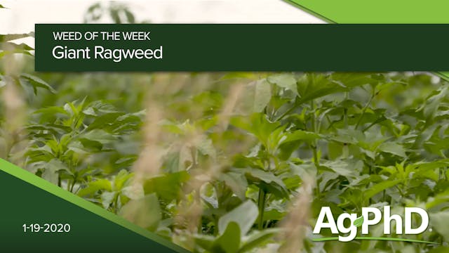 Giant Ragweed | Ag PhD