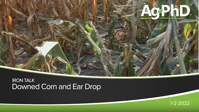 Downed Corn and Ear Drop