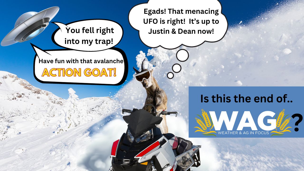 An Action Packed Free for All Wednesday! | WAG in Focus 1/10/24