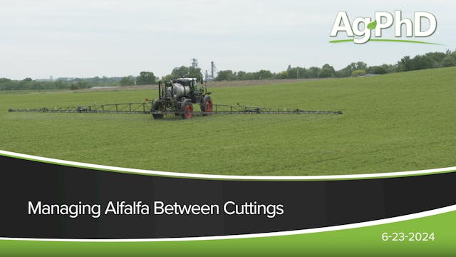 Managing Alfalfa Between Cuttings | A...