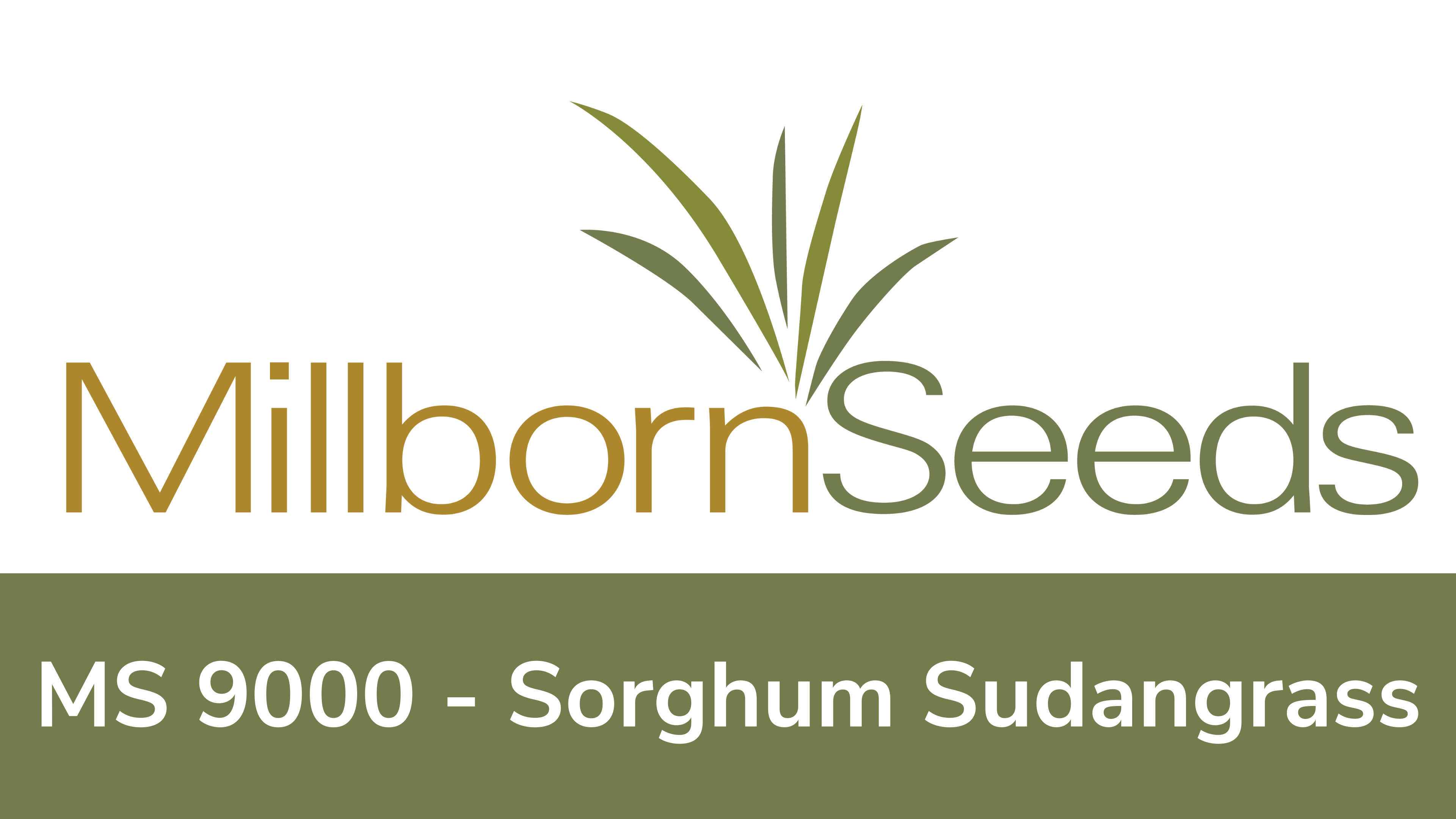 Millborn Seeds - MS 9000 Sorghum Sudangrass