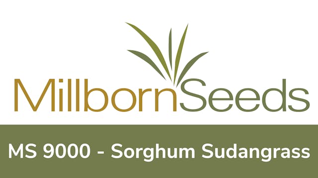 Millborn Seeds - MS 9000 Sorghum Suda...