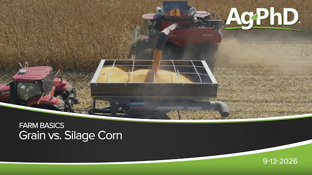 Grain vs. Silage Corn | Ag PhD