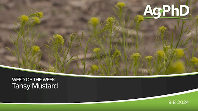 Tansy Mustard | Ag PhD