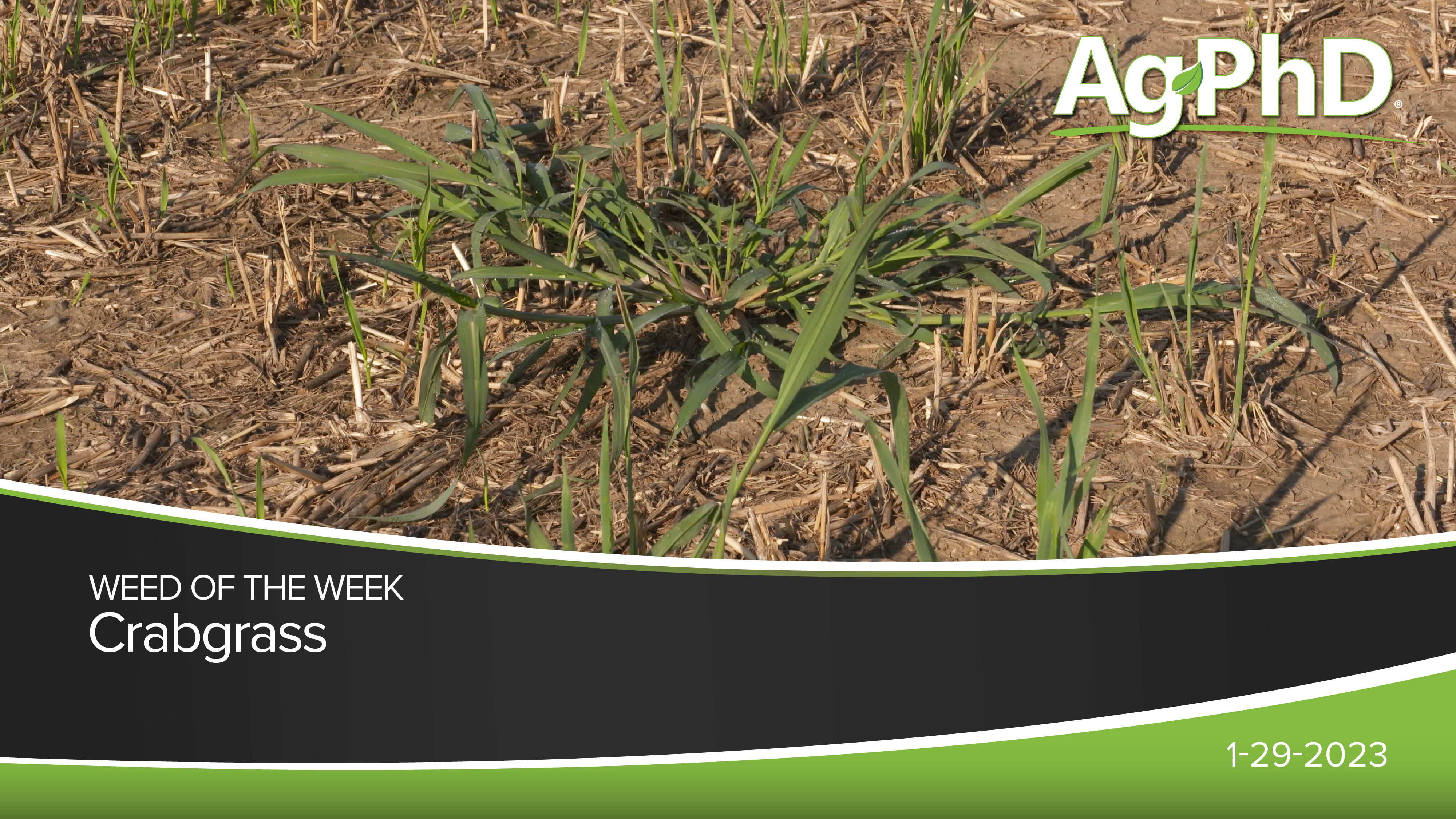 Crabgrass | Ag PhD 