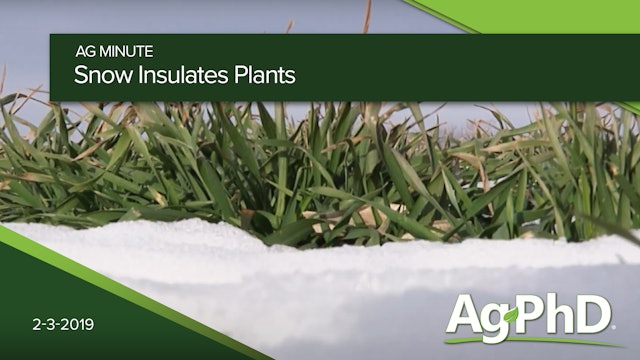 Snow Insulates Plants