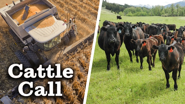Corn Has an Influence Over Cattle This Week | Cattle Call