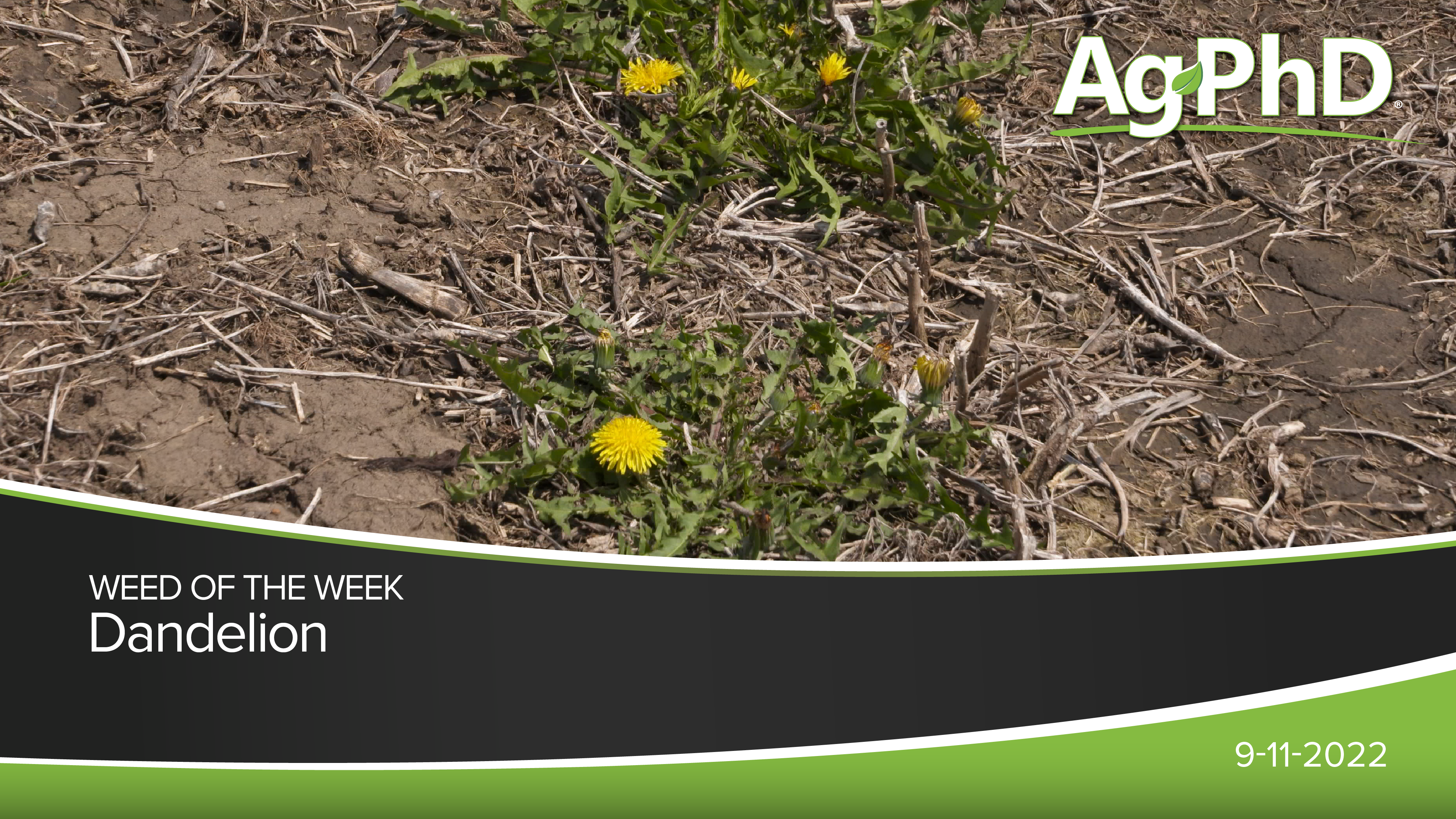 Dandelion | Ag PhD