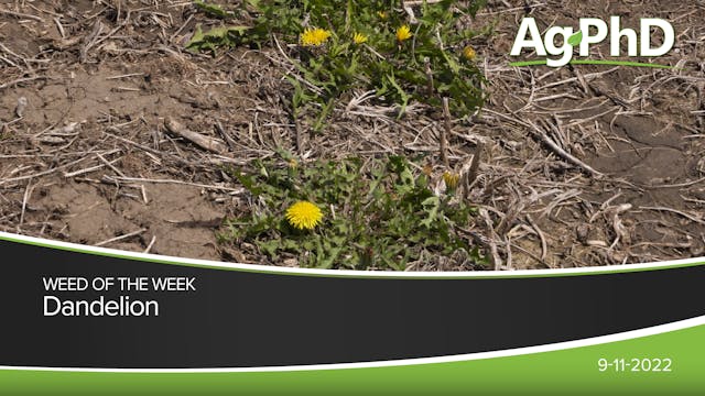 Dandelion | Ag PhD