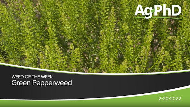 Green Pepperweed