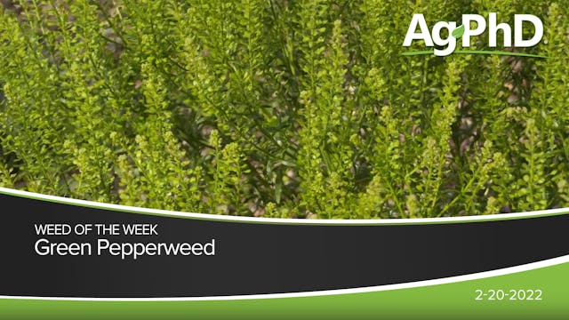 Green Pepperweed | Ag PhD