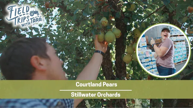 What Happens After a Pear Is Picked? ...