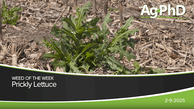 Prickly Lettuce | Ag PhD