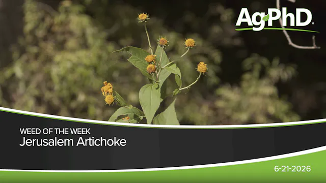 Jerusalem Artichoke | Ag PhD