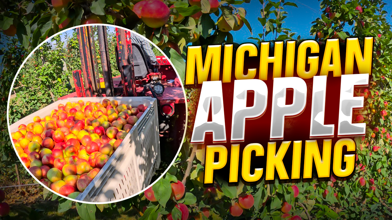 From Farm to Table! Michigan Apple Picking Experience! | Pomes and Stones