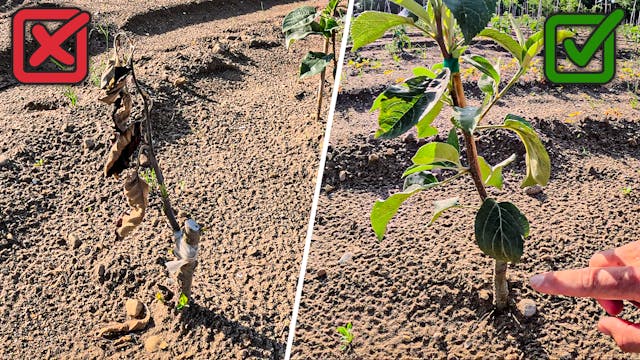 Why Did Some Of My Trees Die? 10,000 ...