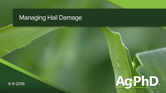 Managing Hail Damage in Crops
