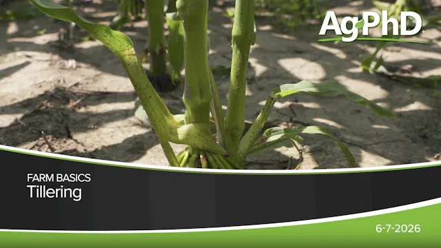 Tillering | Ag PhD