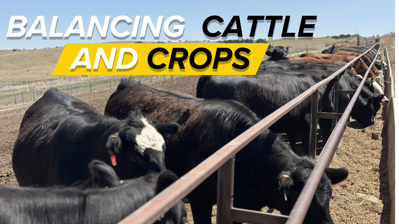 Prioritizing Cattle Over Planting | The Seasonal Challenges | Rural Radio