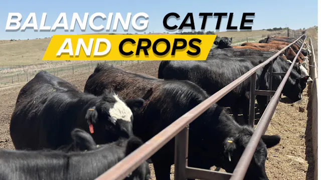 Prioritizing Cattle Over Planting | T...
