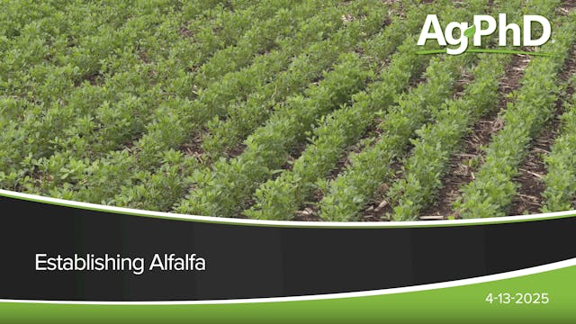 Establishing Alfalfa | Ag PhD
