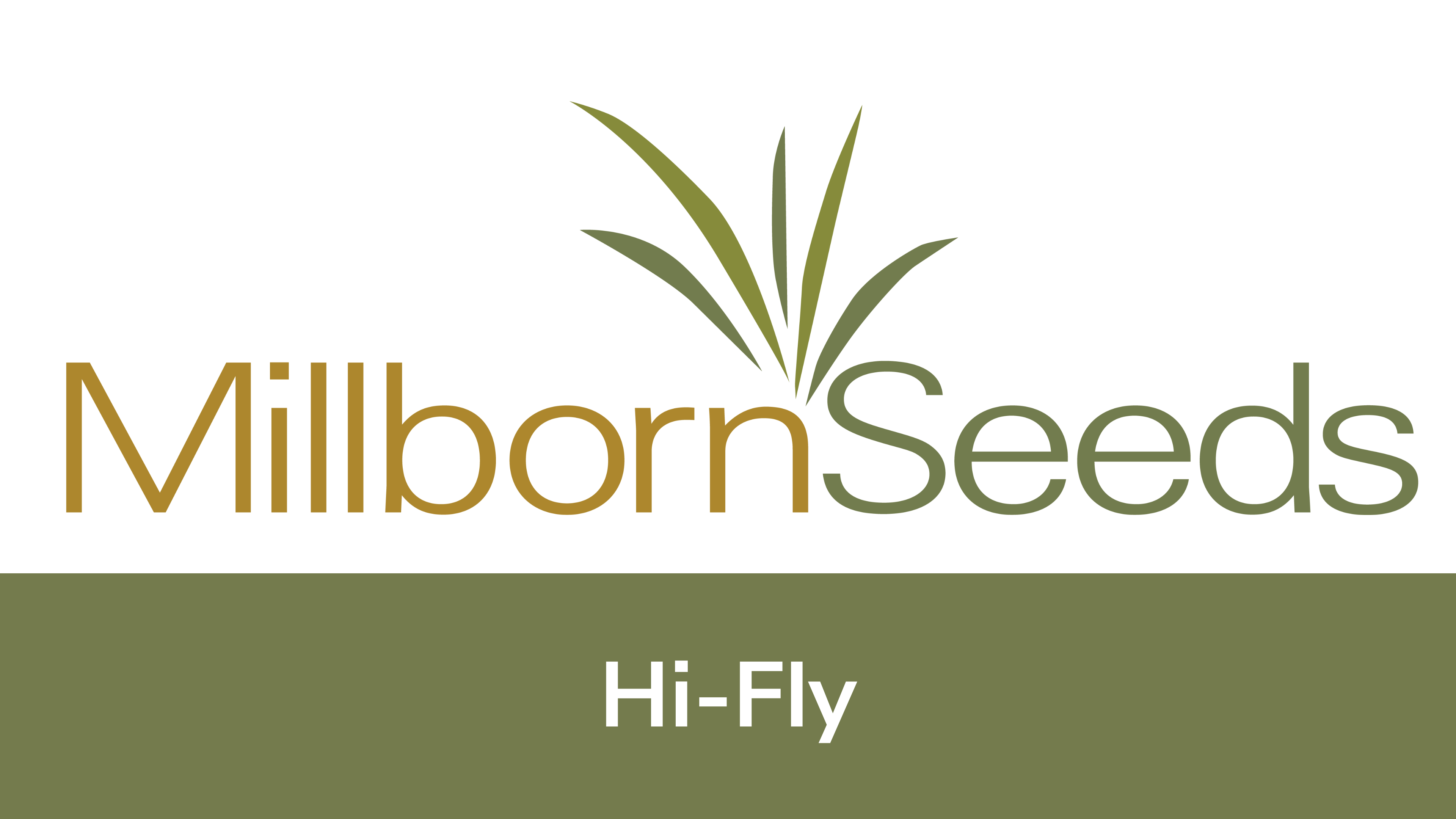 Millborn Seeds - Hi-Fly