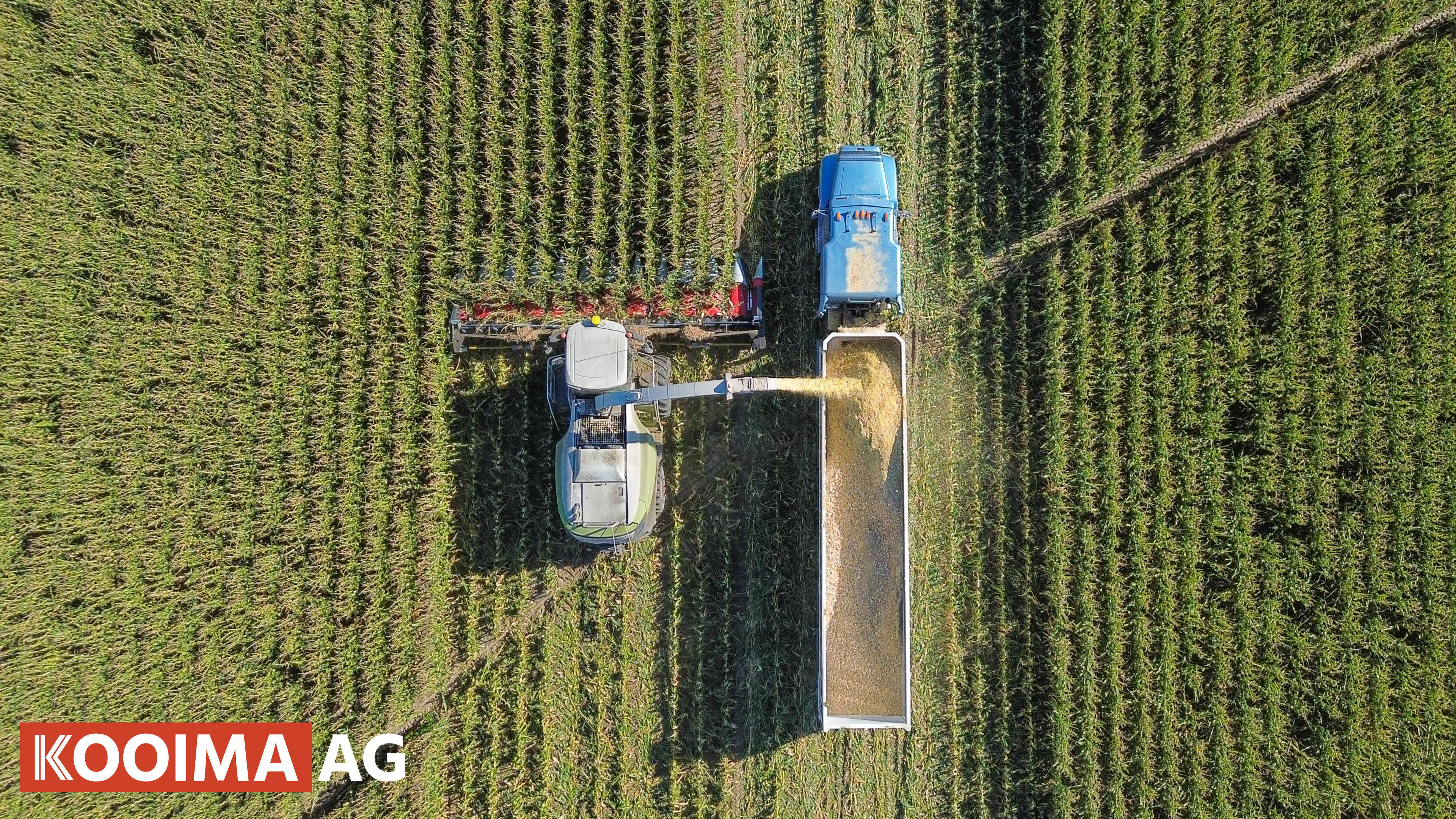 12 Row Folding Corn Head in Action | Kooima Ag