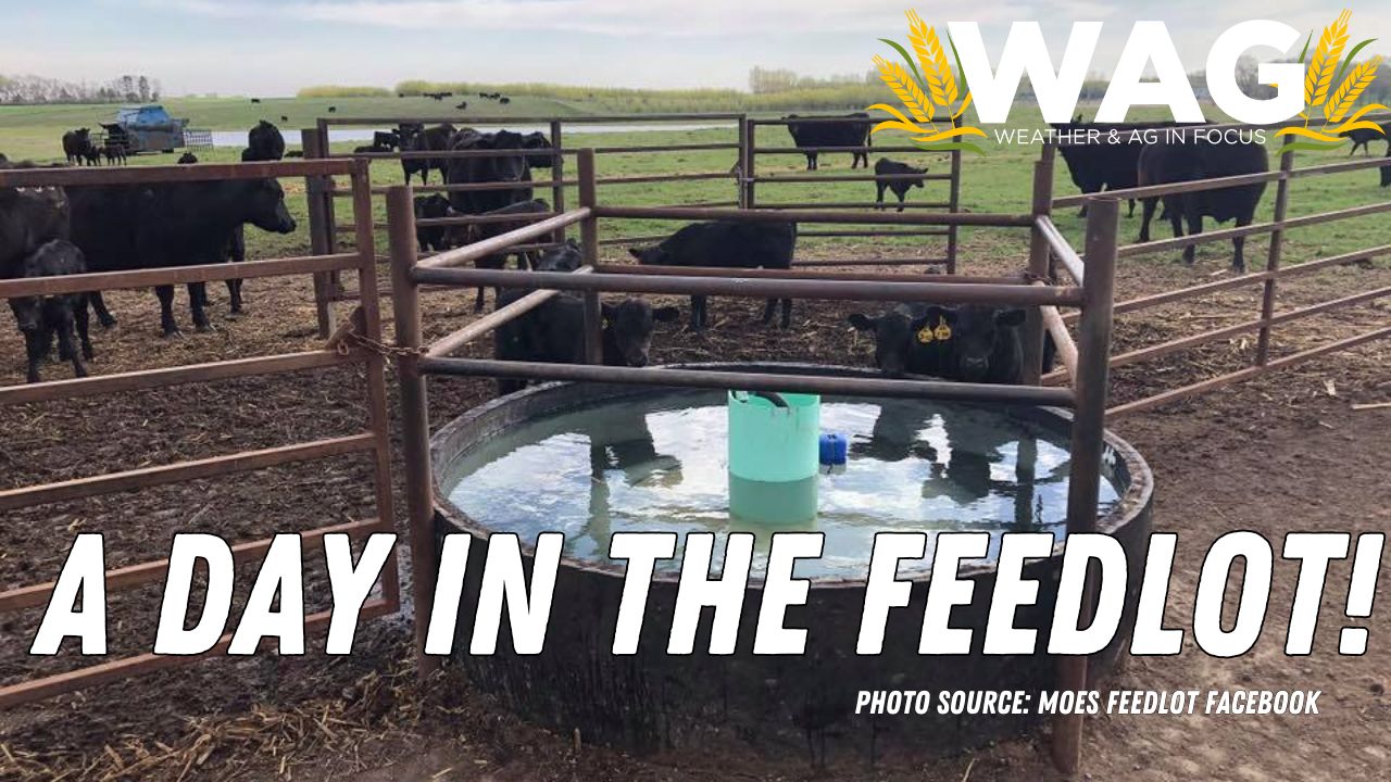 A Day in the Feedlot! | WAG in Focus 2/14/24