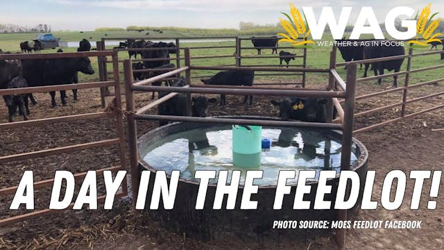 A Day in the Feedlot! | WAG in Focus ...