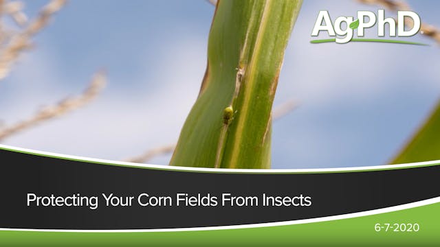 Protecting Your Corn Fields From Insects