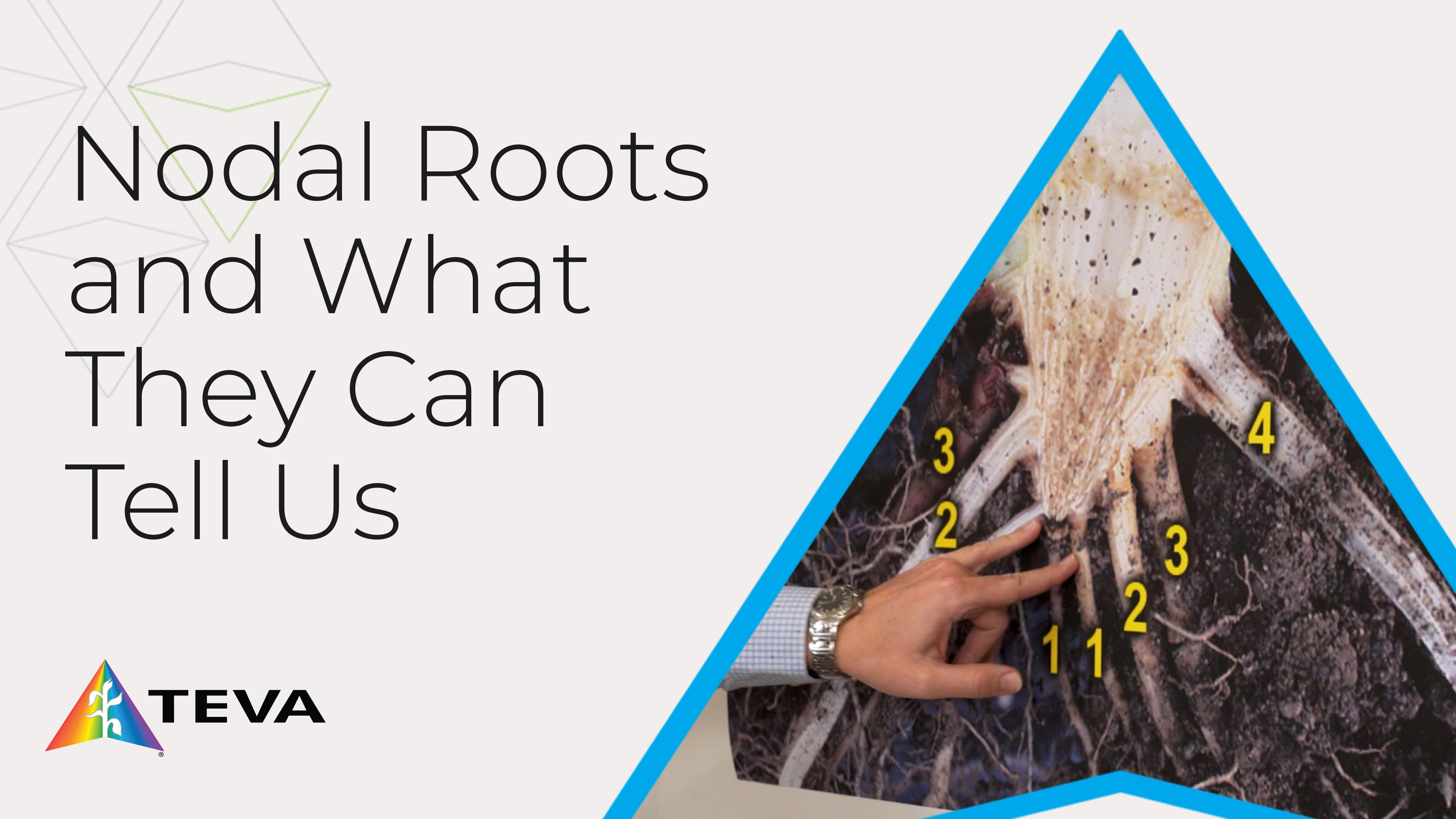 Why Nodal Roots Matter More Than You Think | TEVA