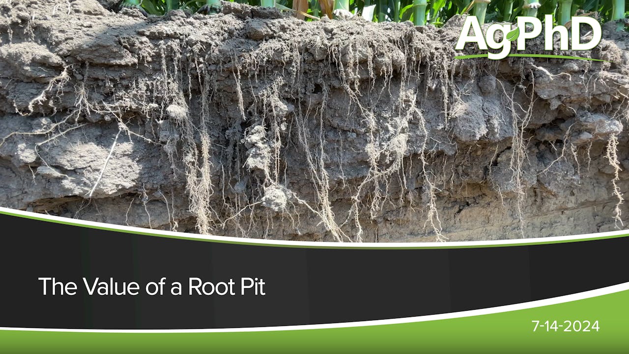 Pit Root The Value of a Root Pit | Ag PhD - 2024 - AcresTV