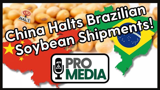 China Halts Brazilian Soybean Shipmen...