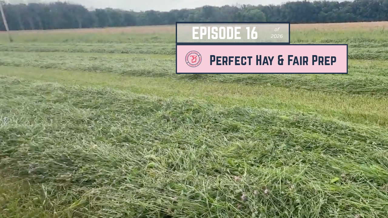 Perfect Haymaking Weather & Fair Prep | Chronicles of Kayla