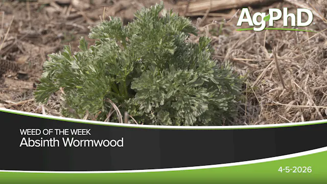 Absinth Wormwood | Ag PhD