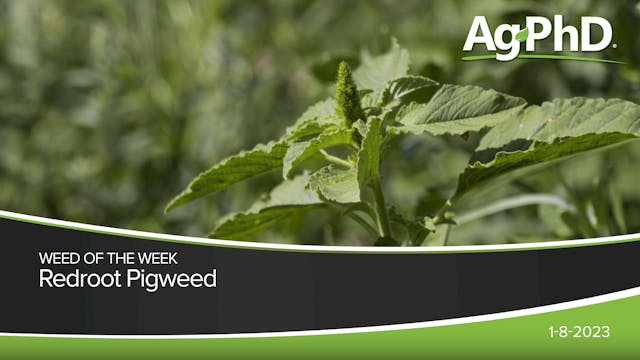 Redroot Pigweed | Ag PhD