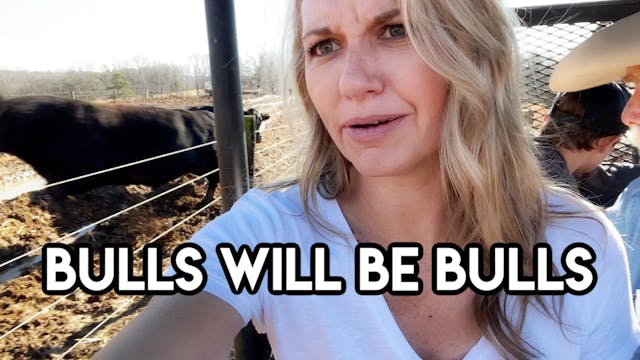The Bulls Are Out! || This Farm Wife