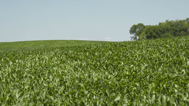 Micronutrient Deficiences | AgroLiqui...