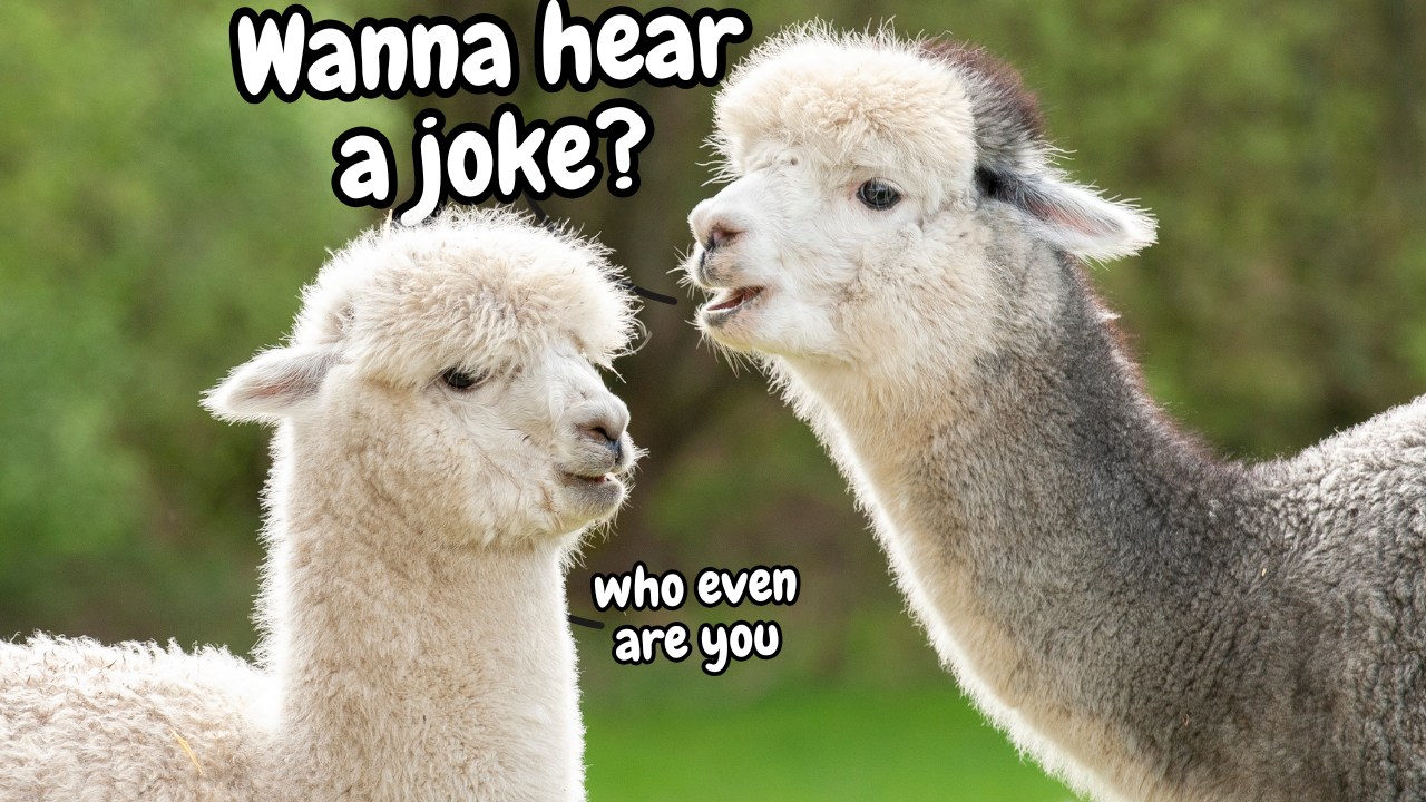 The Loveable Llamas | WAG in Focus 04-16-25